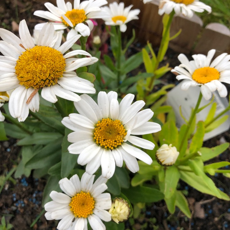 Plant image Leucanthemum x superbum 'Snow Lady'