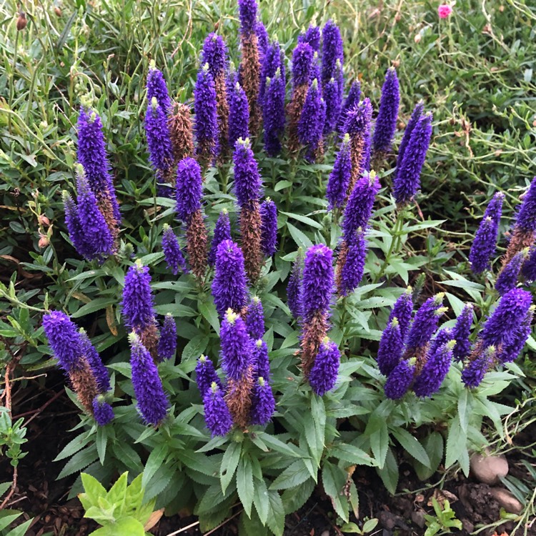 Plant image Veronica spicata 'Nana Blauteppich' syn. Veronica spicata 'Blue Carpet'