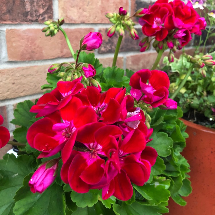 Plant image Pelargonium 'Calliope Big Rose' (Calliope Big Series)