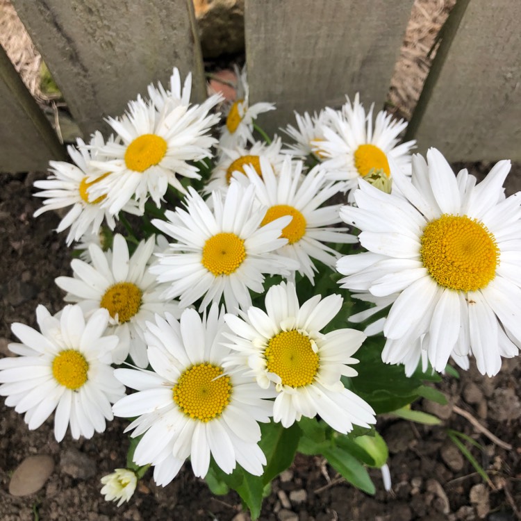 Plant image Argyranthemum 'Summit White'