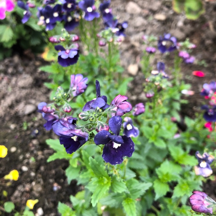 Plant image Nemesia 'Dark Blue'