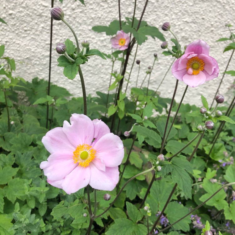 Plant image Anemone x hybrida 'Robustissima'