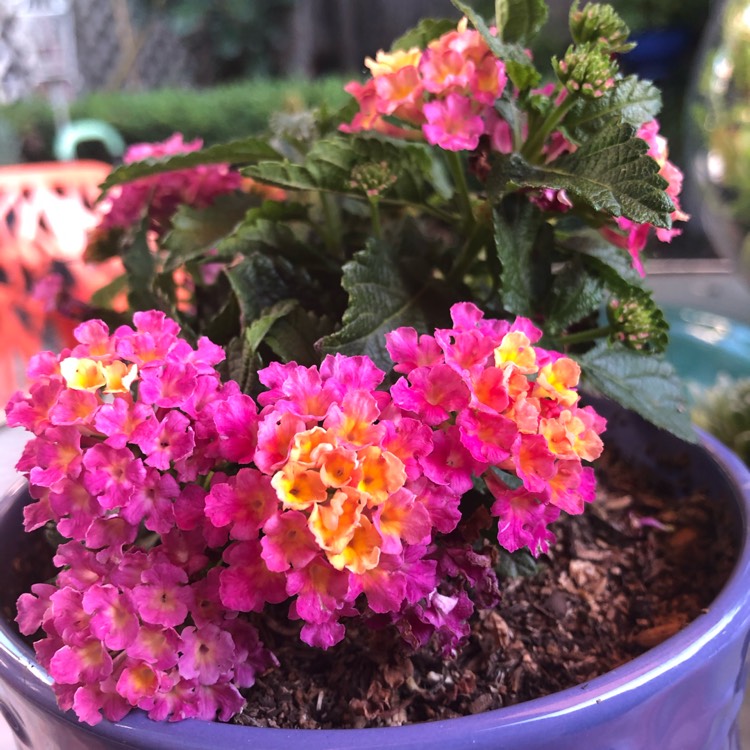 Plant image Lantana camara 'Confetti'