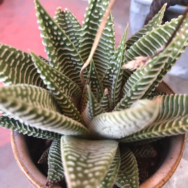 Haworthiopsis 'File Leafed'