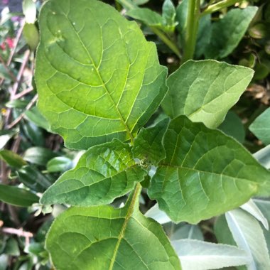 Black Nightshade