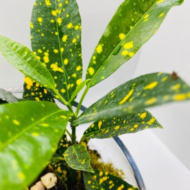 Croton 'Gold Dust'