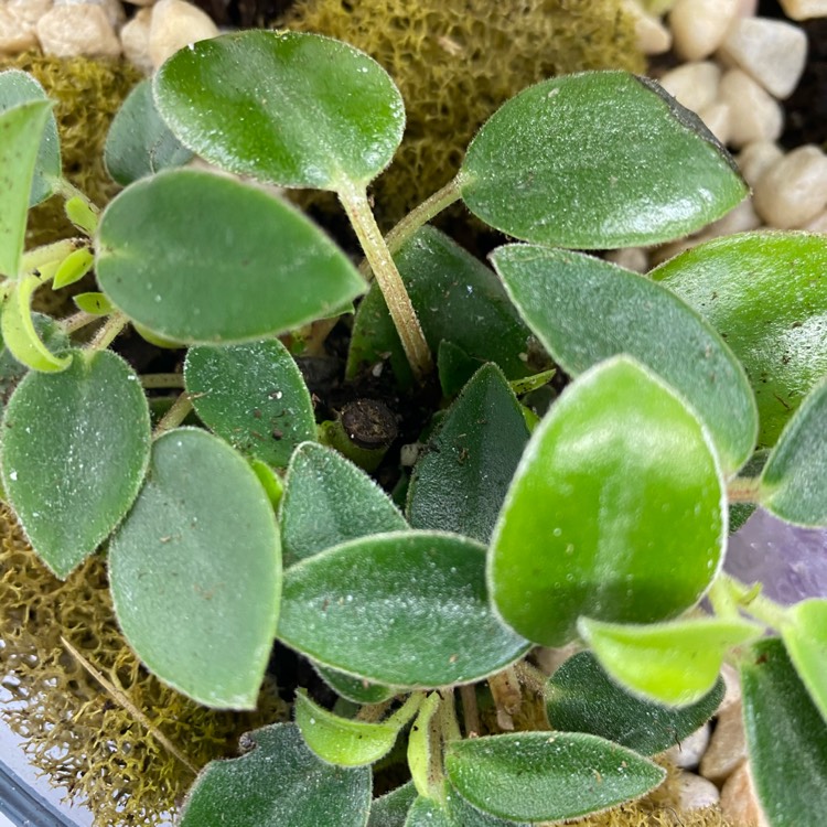 Plant image Peperomia glabella