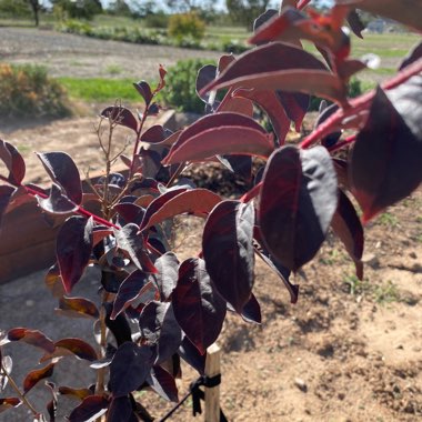 Crepe Myrtle 'Black Diamond™Lavender Lace™'