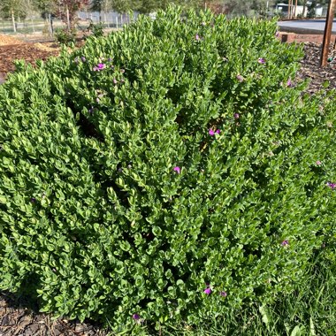 Milkwort 'Poly Ball'