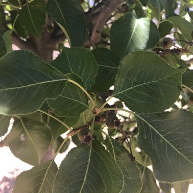 Callery Pear 'Chanticleer'