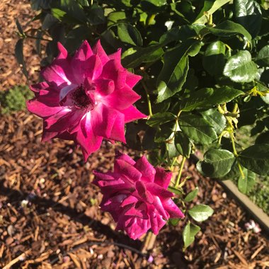 Rose 'Burgundy Iceberg' (Floribunda)