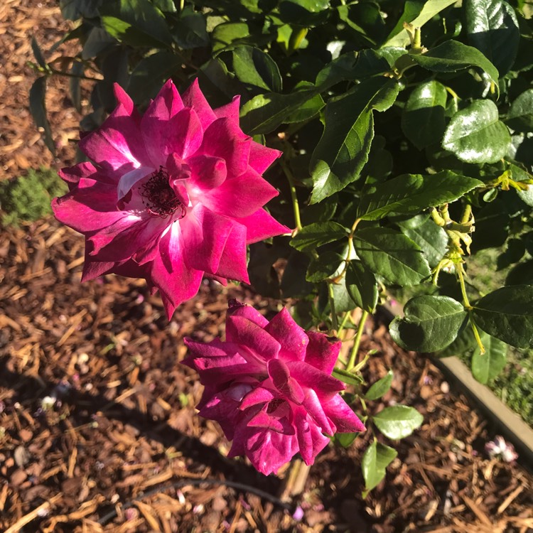 Plant image Rosa 'Prose' syn. Rosa 'Burgundy Iceberg', Rosa 'Burgundy Ice'