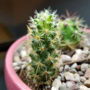 Lady Finger Cactus 'Pink Nymph'