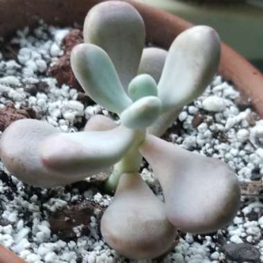 Pachyphytum oviferum