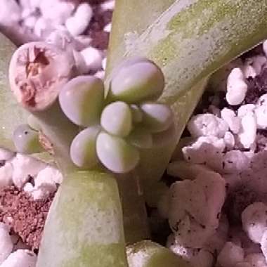 x Graptosedum Darley Sunshine