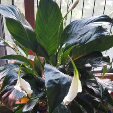 Spathiphyllum wallisii