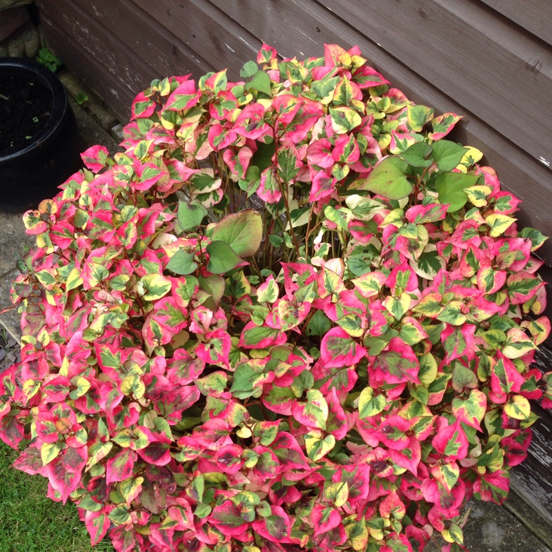 Houttuynia cordata 'Chameleon' syn. Houttuynia cordata 'Court Jester', Houttuynia cordata 'Flame', Houttuynia cordata 'Tricolour', Houttuynia cordata 'Variegata', Houttuynia foetida