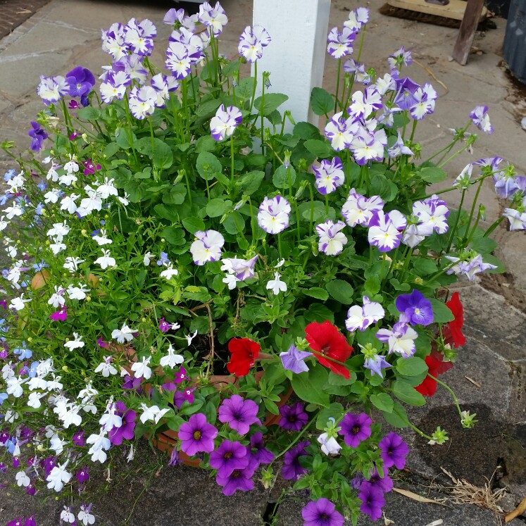 Plant image Viola cornuta 'Rebecca'