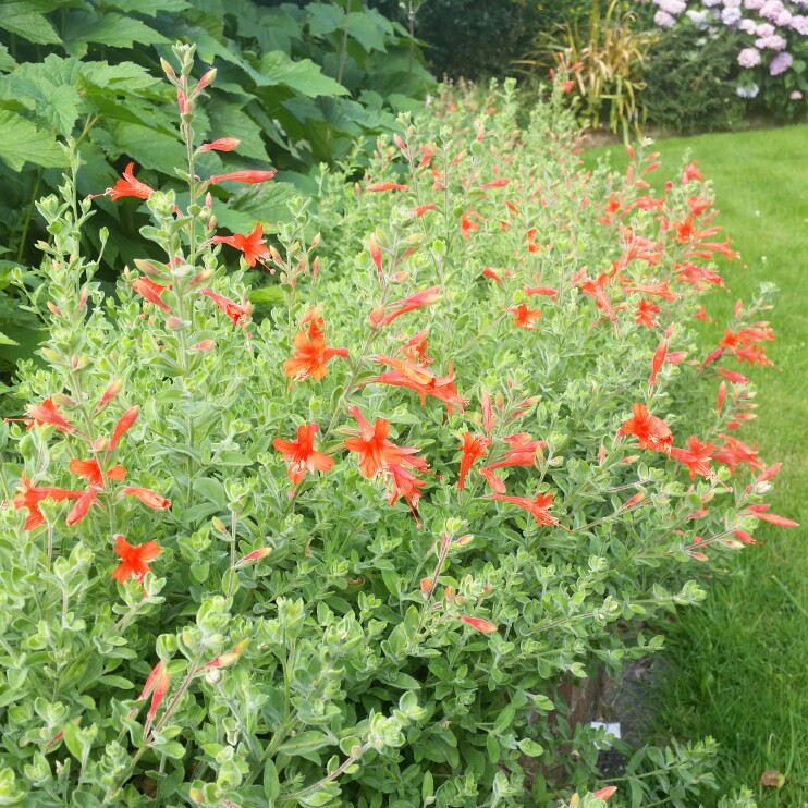 Plant image Zauschneria californica 'Pumilio'