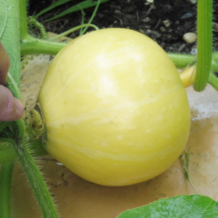 Plant image Cucurbita maxima 'Hundredweight'