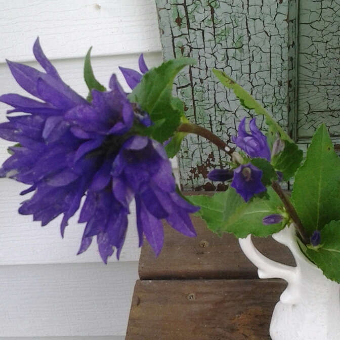 Plant image Campanula glomerata 'Freya'