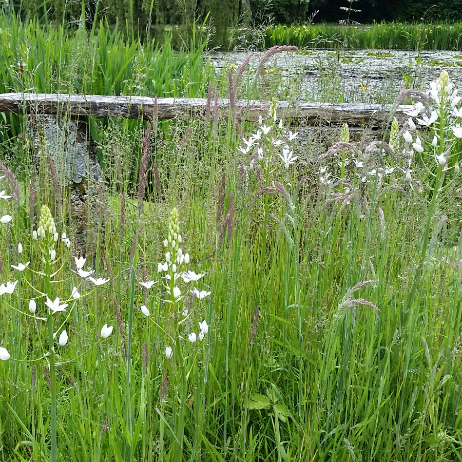 Plant image Ornithogalum magnum