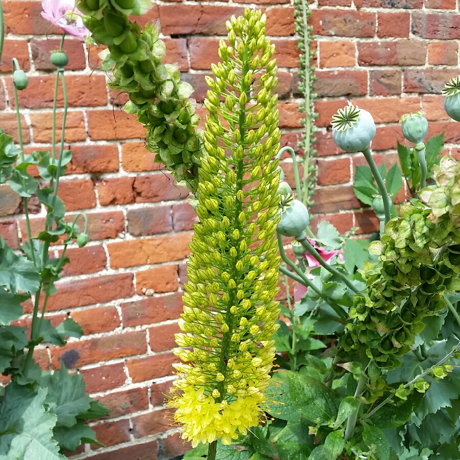 Plant image Eremurus