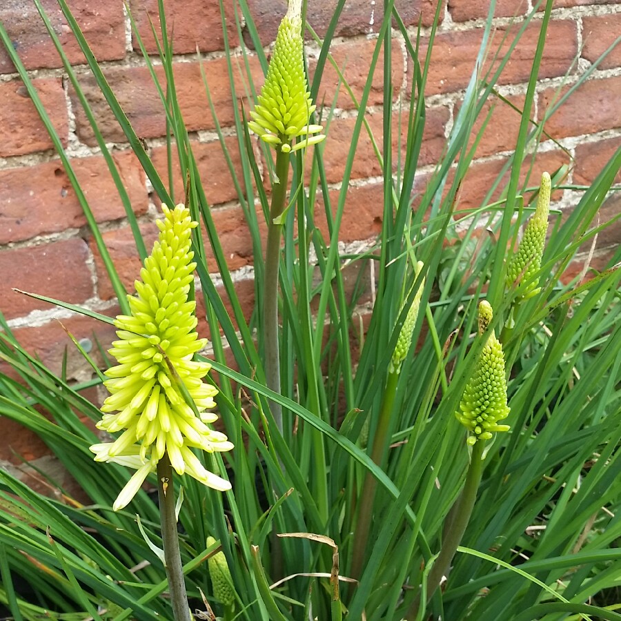 Plant image Kniphofia 'Percy's Pride'