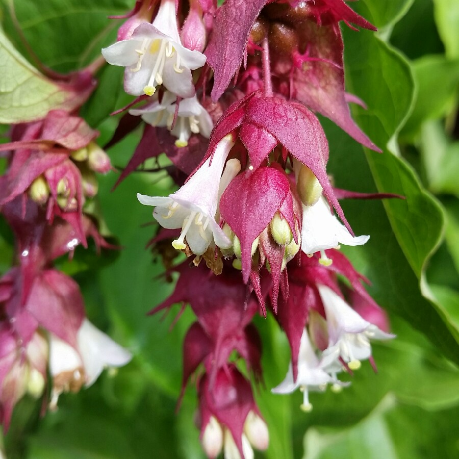 Leycesteria formosa