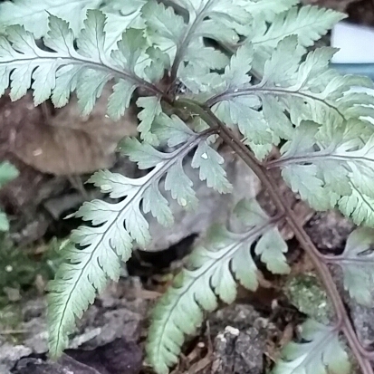 Plant image Athyrium Niponicum 'Ursula's Red'