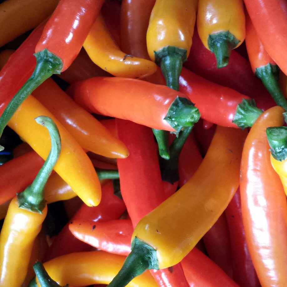 Capsicum Annuum 'Joe's Long'