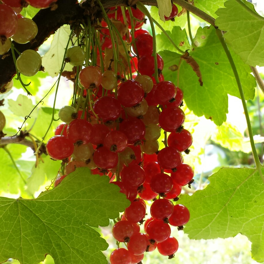 Ribes Rubrum