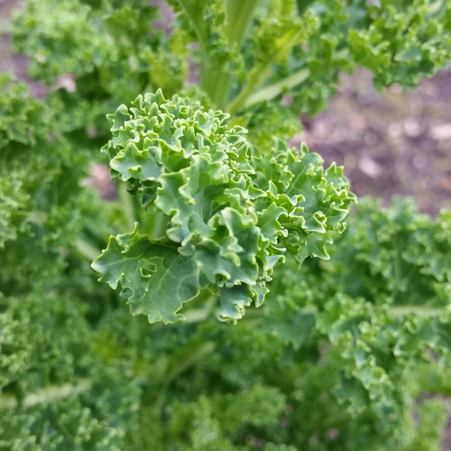 Brassica oleracea (Acephala Group)