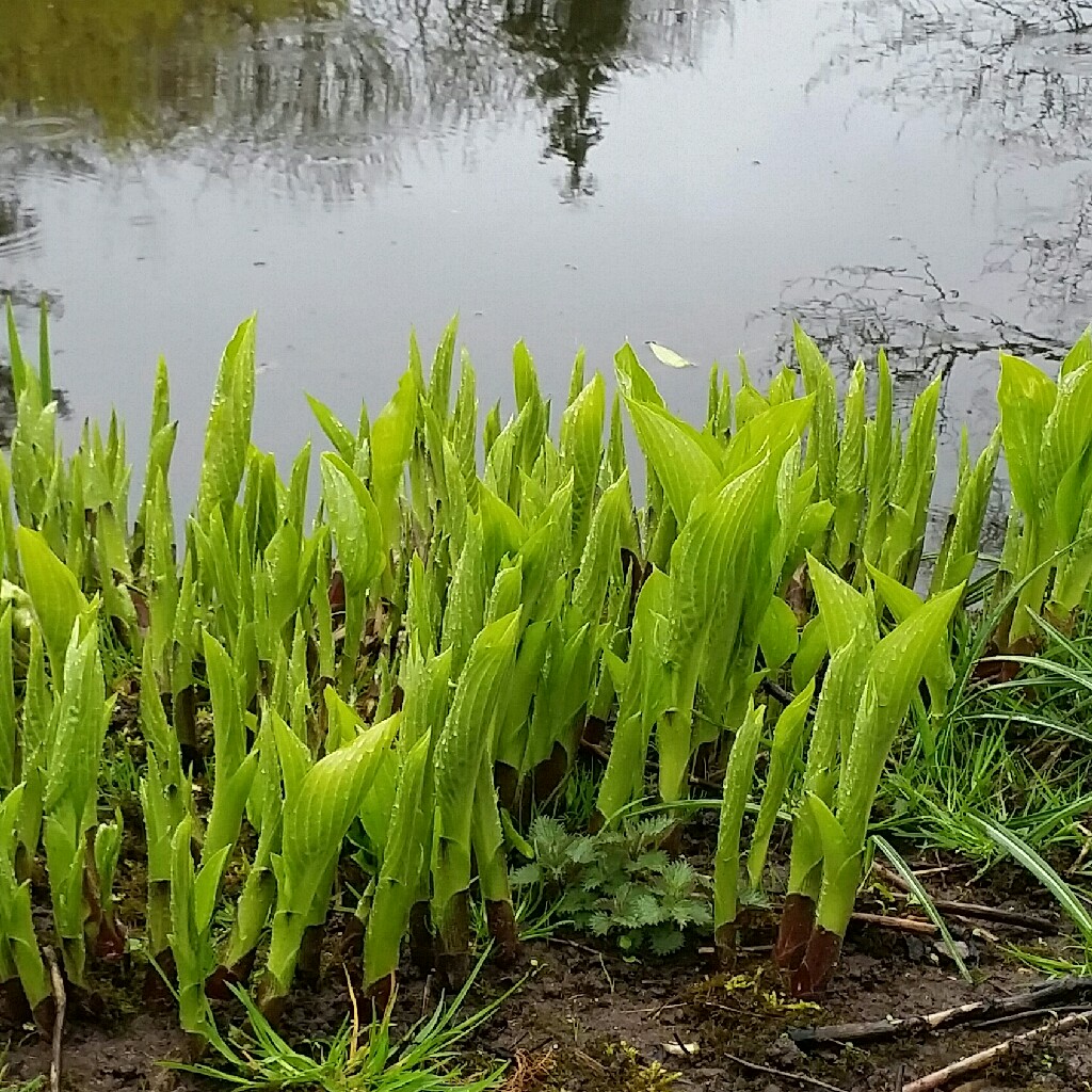 Plant image Hosta fortunei var. albopicta f. aurea syn. Hosta fortunei 'Aurea', Hosta 'Aurea'