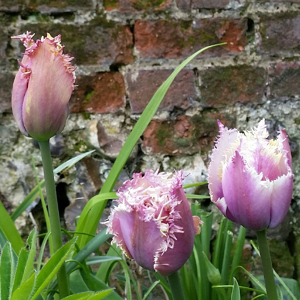 Tulipa 'Fancy Frills'