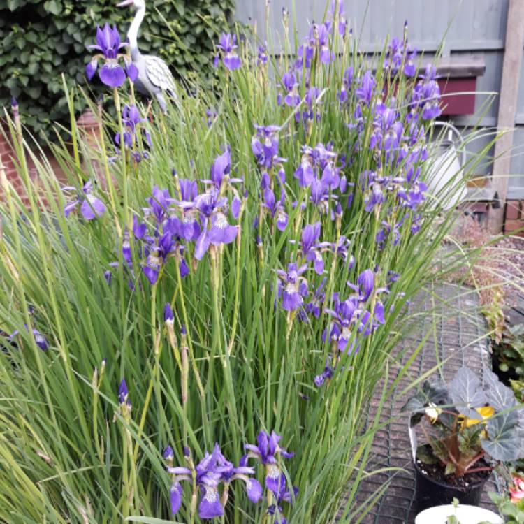 Plant image Iris 'Fabiola' syn.  Iris reticulata 'Fabiola'