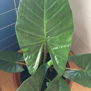 Elephant Ear (Colocasia)