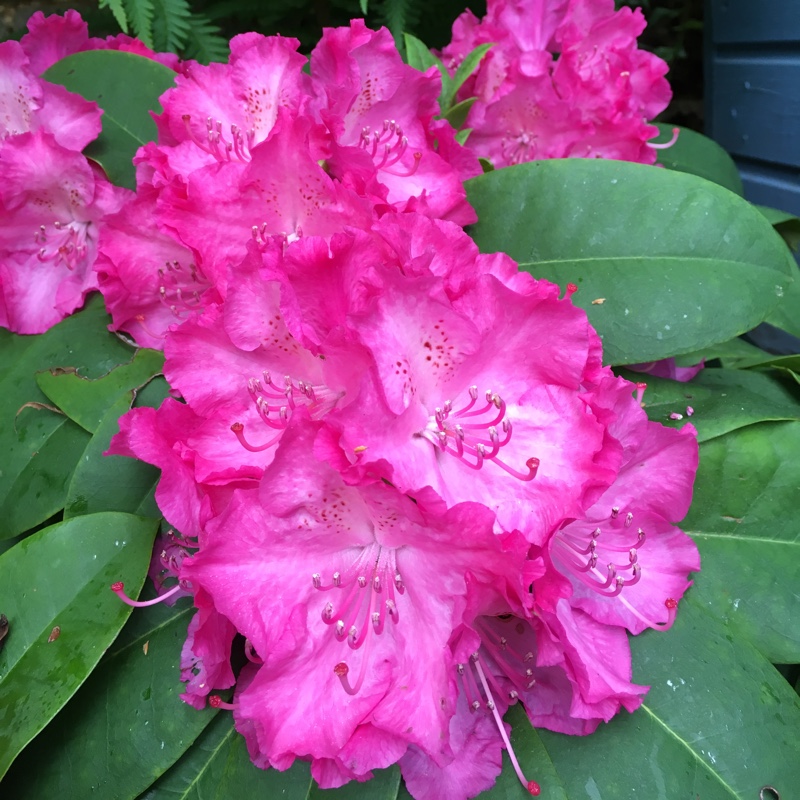 Plant image Rhododendron 'Germania'