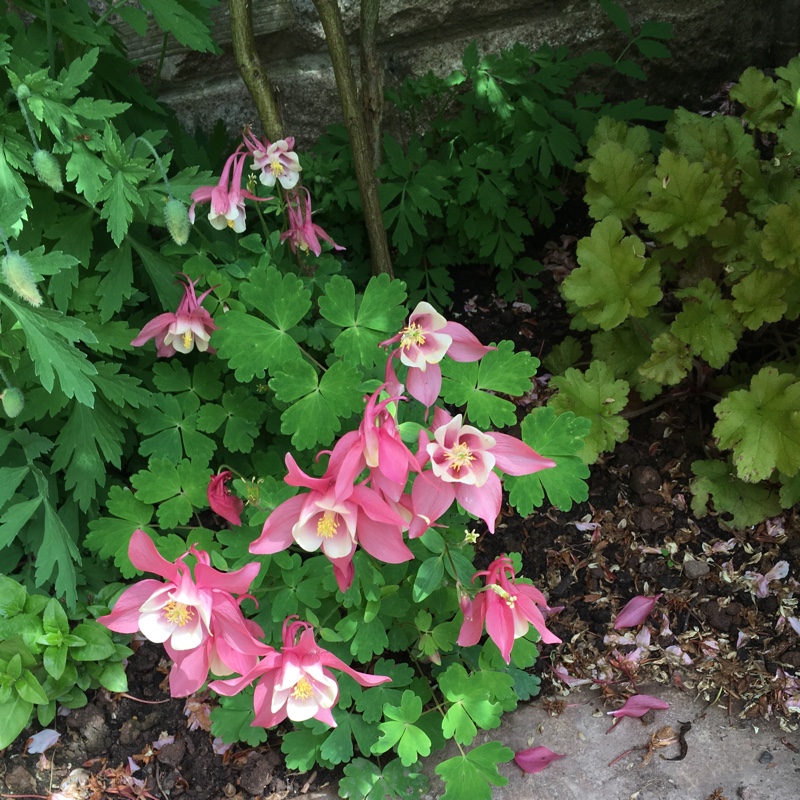 Plant image Aquilegia 'Rose Ivory'