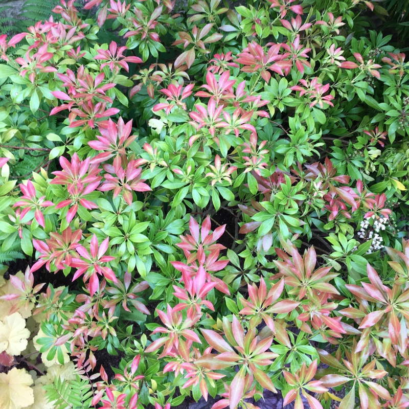 Plant image Pieris japonica 'Katsura'