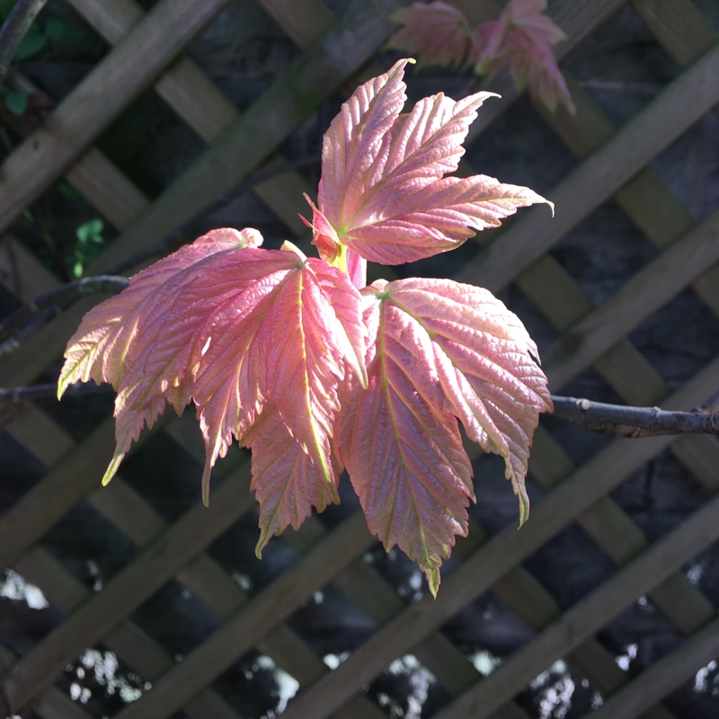 Plant image Acer Pseudoplatanus 'Brilliantissimum'