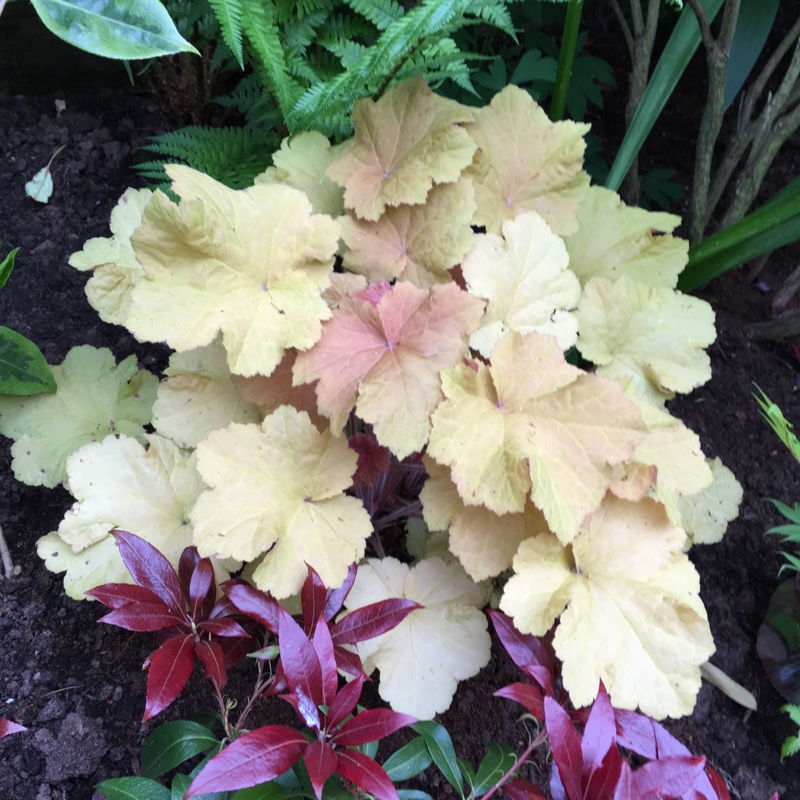 Plant image Heuchera 'Caramel'