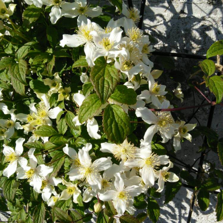 Plant image Clematis Montana Wilsonii