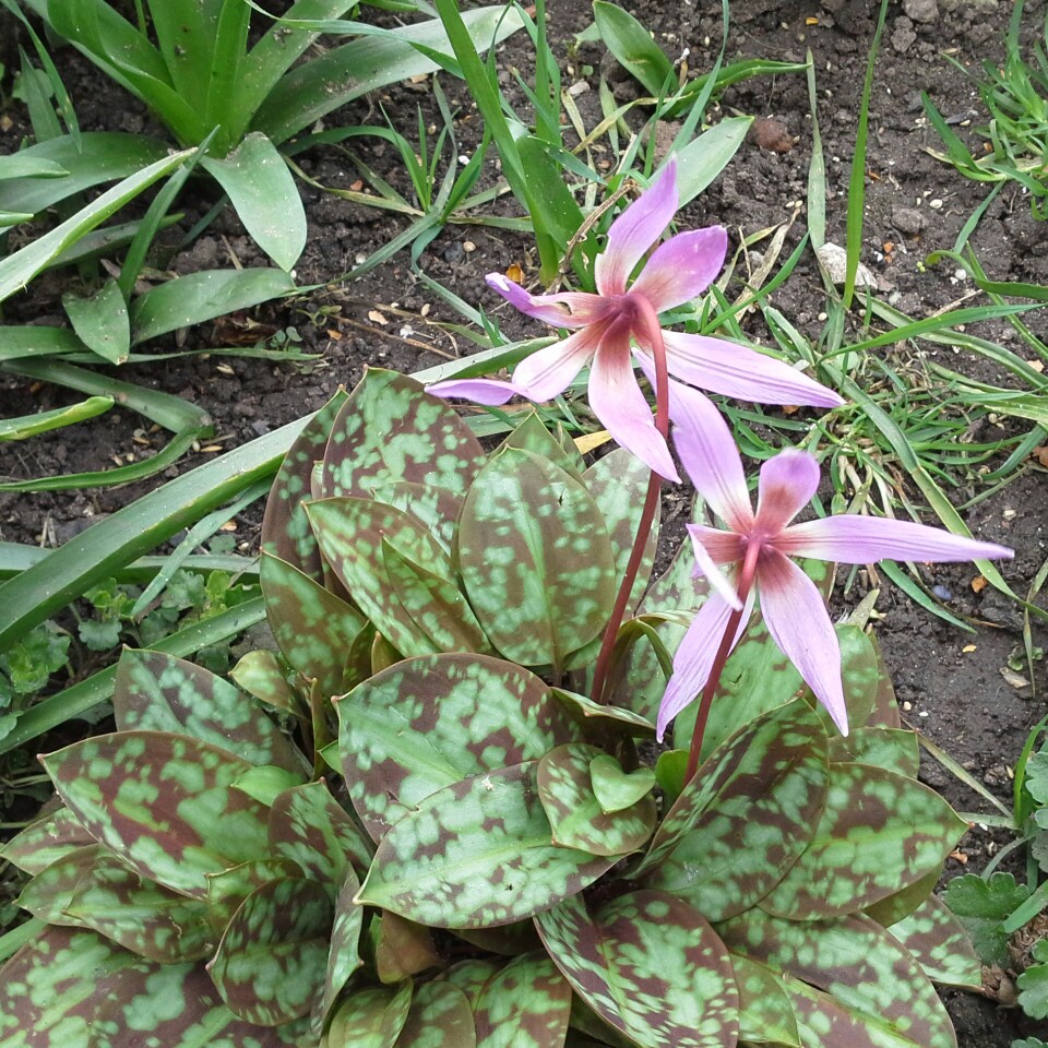 Plant image Erythronium 'Citronella'