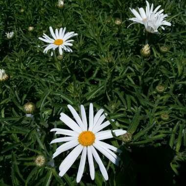 Marguerite Daisy