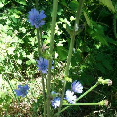 Chicory