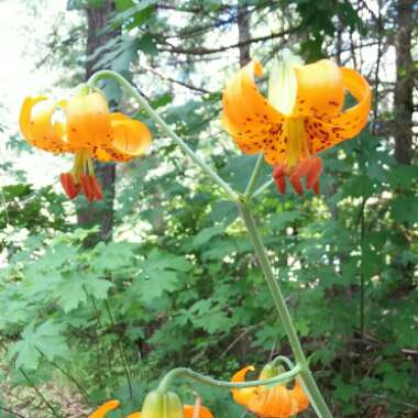 Lily (Species) Tiger Lily