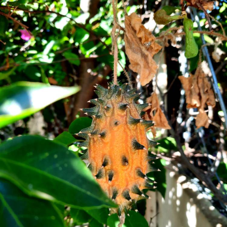 Plant image Cucumis Metuliferus