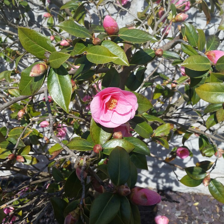 Plant image Camellia japonica 'Betty Foy Sanders'