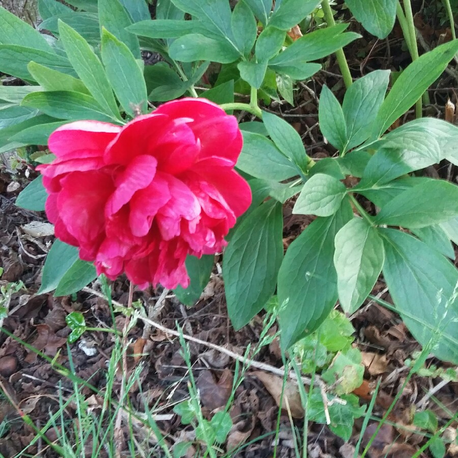 Plant image Paeonia 'Flame' syn. Paeonia lactiflora 'Flame'